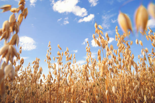 Oat florets on sunlit field with bright blue sky. Summer or autumn grain crop season.