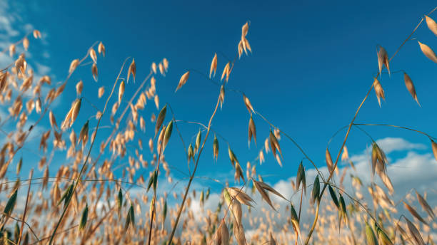 Low angle view of ripe oat crops in field ready for harvest