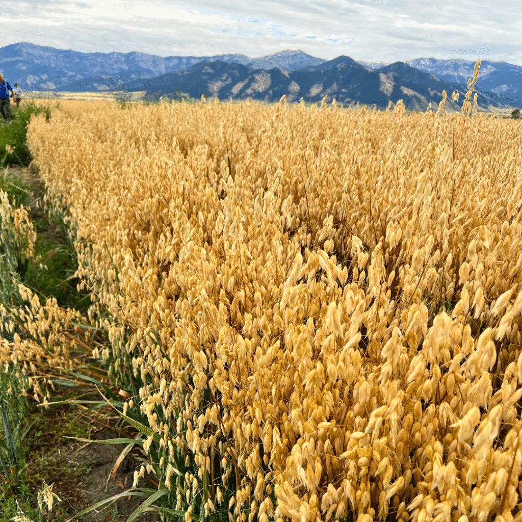 A view of the fields in Montana where ZEGO oats are grown. Rows of golden oats grow at the foot of a mountain range.