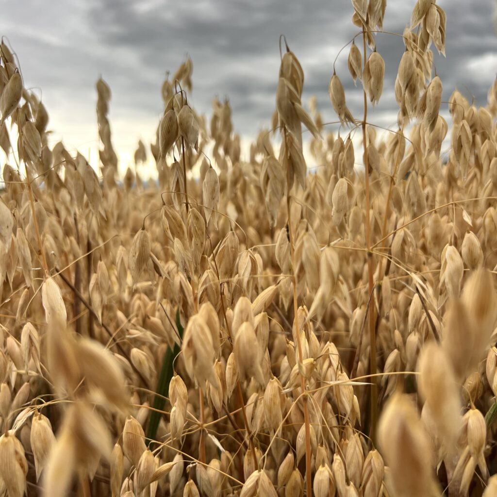 Montana USA oat fields