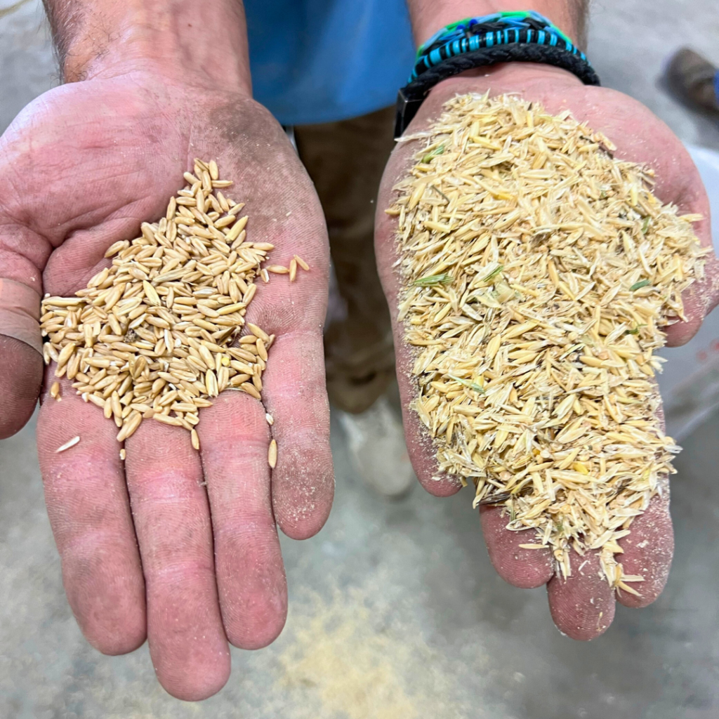 A farmer holds millet in his hands during the dehulling process.