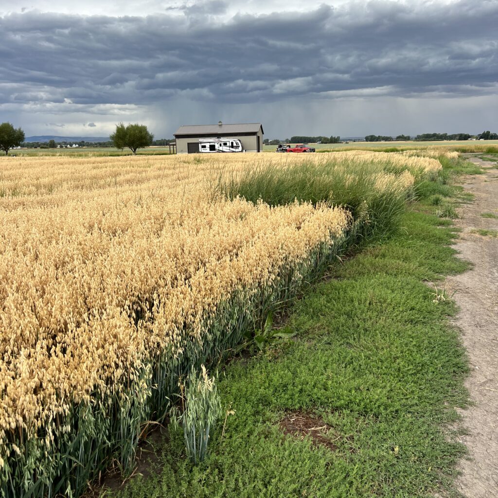 Organic Montana Oat Fields Under Rainy Skies