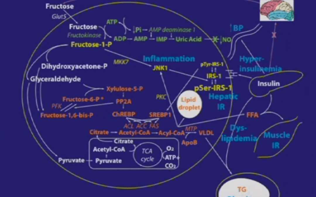 The Dangers of Fructose: Why ZEGO Uses Sorghum Syrup