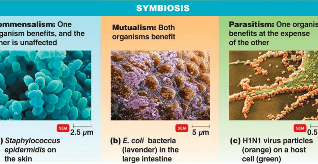What’s All the Fuss About Gut Bacteria?